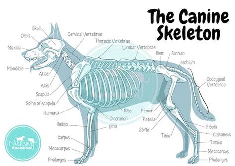 Canine Internal Anatomy Chart Poster Laminated | ubicaciondepersonas.cdmx.gob.mx