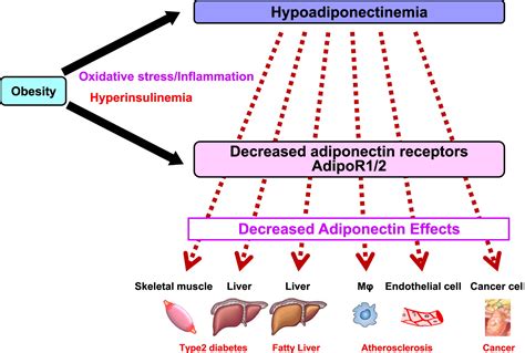 Adiponectin Receptor as a Key Player in Healthy Longevity and Obesity-Related Diseases: Cell ...