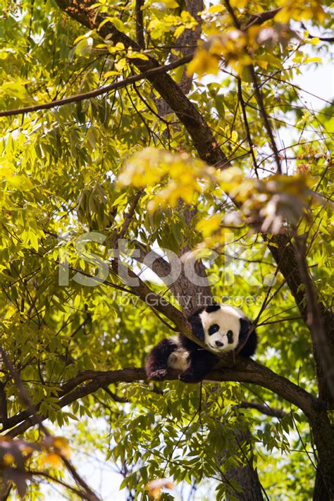 Baby Panda Resting On A Tree Stock Photo | Royalty-Free | FreeImages