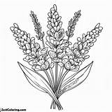 Harvest Lavender Flower Coloring Pages  coloring sketch template