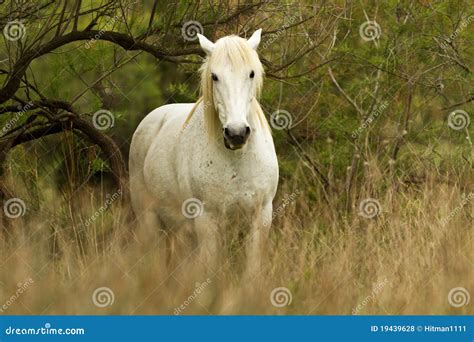 Camargue White Horse stock photo. Image of europe, french - 19439628