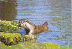 Northern River Otters - Habitat