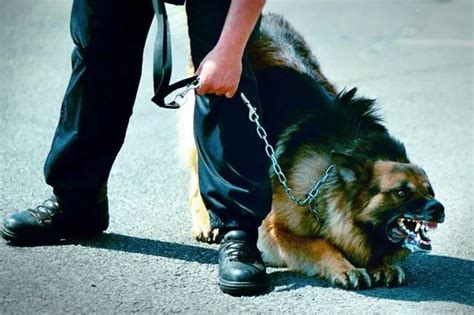 What to do if your pet is attacked by a dangerous dog as cases rise - Chronicle Live