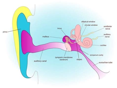 Eustachian Tube Dysfunction: Causes, Symptoms and FDA Advice in 2020 | Eustachian tube ...