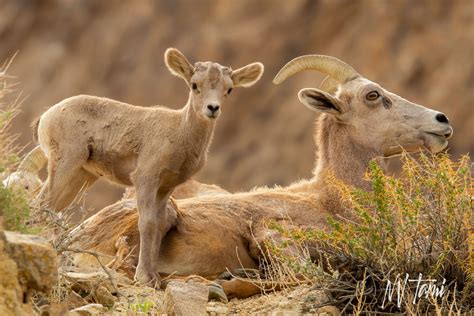 Bighorn Sheep Baby - NEVADA GHOST TOWNS & BEYOND