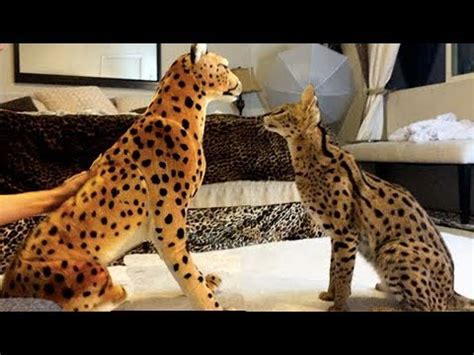 FUNNY Cats! SERVAL VS CHEETAH! - YouTube