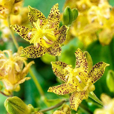 Deluxe Toad Lily Mix - SHADE | Lily seeds, Perennials, Spring hill nursery