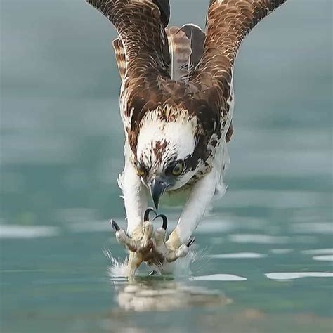 Photographer captures every moment of osprey's incredible dive for its prey