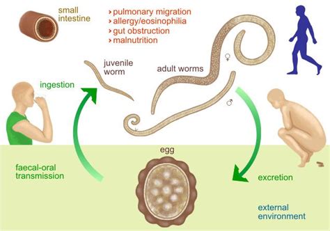 Ascaris lumbricoides, also Known as large intestinal worm.Only host is Humans. Parasite enters ...