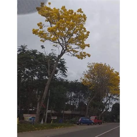 Yellow Brazilian Fern Flower Tree Seeds, Schizolobium Parahyba Seeds ...