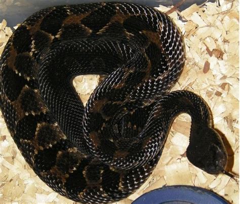 I love me a black phase timber rattler! Melanistic Animals, Land Turtles, Melanism, Snakes And ...