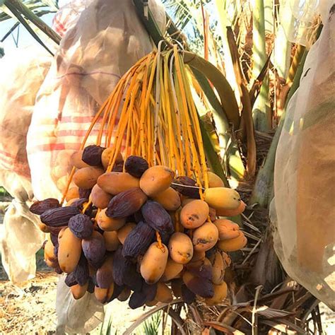 Health Benefits of Medjool Dates in 2020