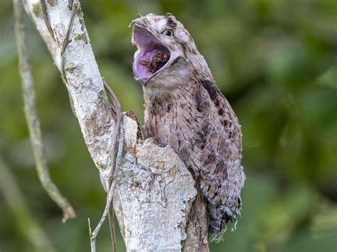 19 Potoo Facts - Facts.net