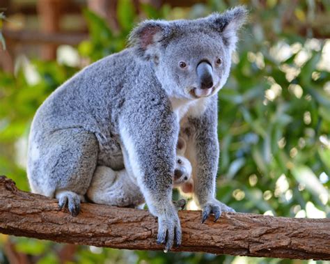 Rare baby white koala looks for a name on Facebook