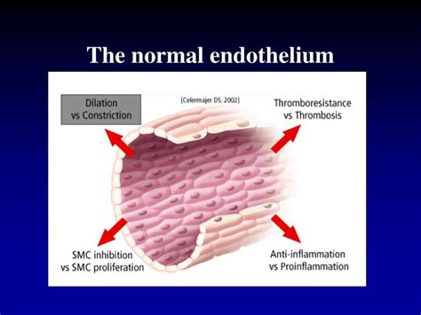 PPT - Endothelial dysfunction in Hypertension. PowerPoint Presentation - ID:828396