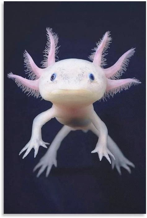 Amazon.com: Reptile Animal Axolotl Canvas Posters Bedroom Decoration Office Decore Canvas Art ...