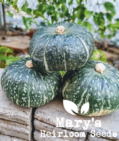 Kabocha Squash – Mary's Heirloom Seeds