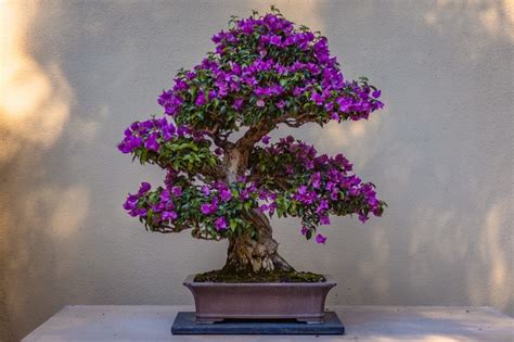 How To Grow Rockspray Cotoneaster Bonsai Tree