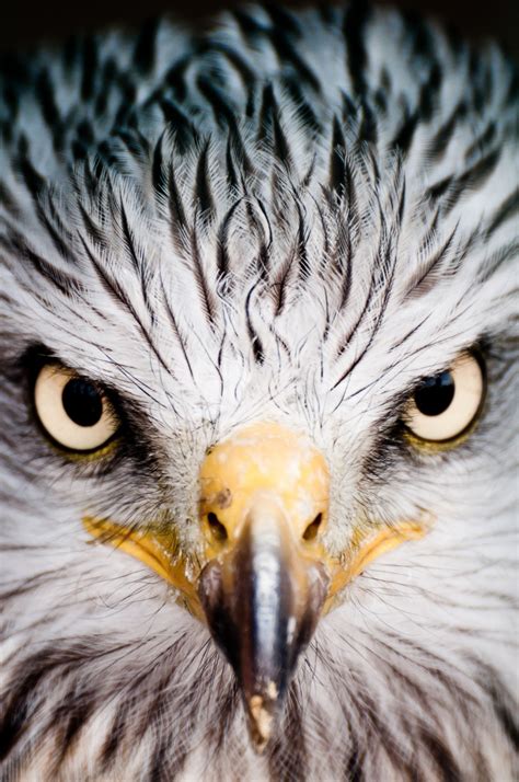 Birds of Prey • Photography • Artificialflight