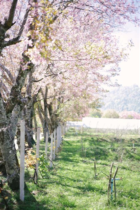 Rows of cherry blossom trees stock photo (138640) - YouWorkForThem