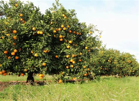 Naranjo, campo de naranjas | Fotos de campos, Campo, Paisajes