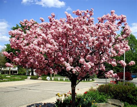 A Rose in the Garden: Coral Burst Crabapple | Crabapple tree, Flowering ...