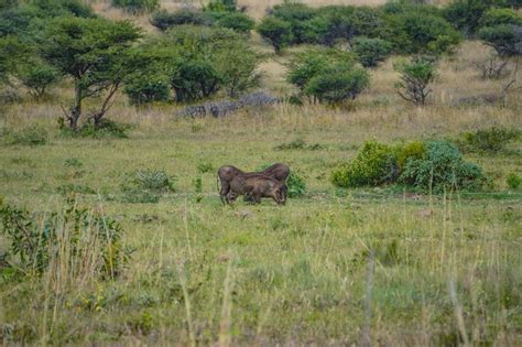 Pilanesberg Safari Day Trip: 2 hours from Joburg - The Scribs and Nibs