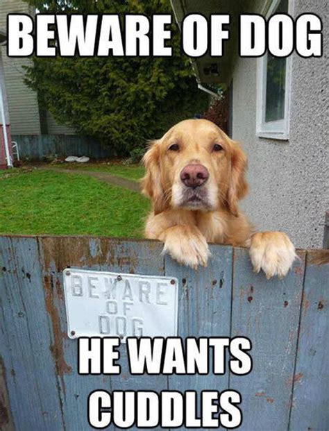 12 Best Golden Retriever Memes