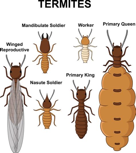 How Do I Know if You Have Termites - Wright Whowlead