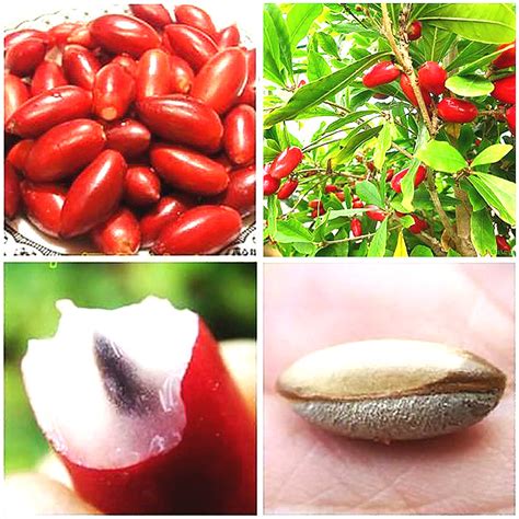 Synsepalum Dulcificum Seeds ~ PRODUCT-CHINA