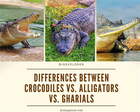 Differences Between Crocodiles and Alligators and Gharials » Golden Spike Company