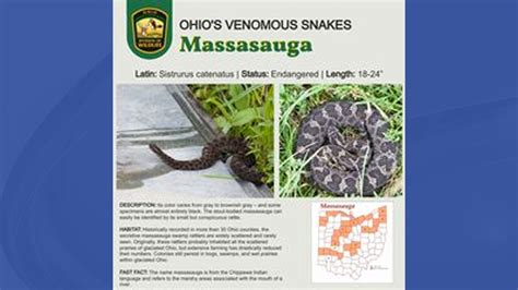 Ohio’s 3 venomous snakes are important | WKBN.com