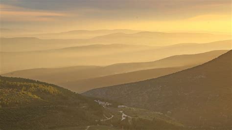 8 magnificent photos of trees in Israel for Tu B'Shvat - ISRAEL21c