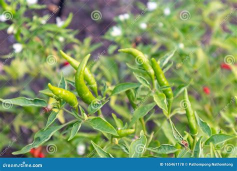 Fresh green chilli plant stock photo. Image of capsicum - 165461178