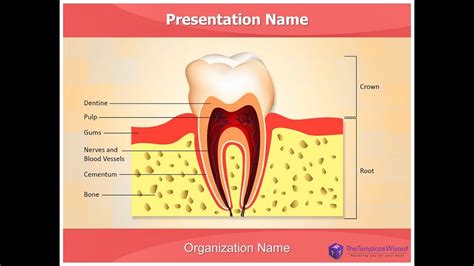 Dental Anatomy PowerPoint Presentation Template - TheTemplateWizard - YouTube