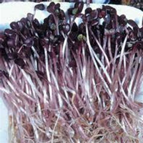 Sango Purple Radish Microgreen Seeds - 5 Lb Bulk - Non-GMO Sprouting and Microgreen Seeds ...