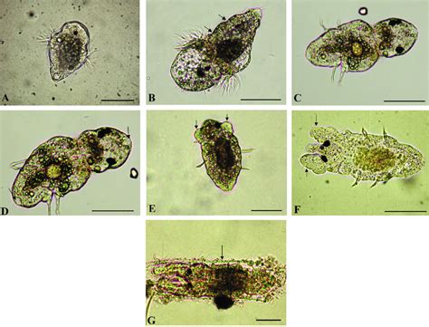 -All scale bars are equal to 50 μm. A) Recently hatched trochophore... | Download Scientific Diagram