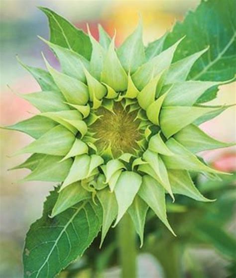 Sunflower Sunfill Green 10 Seeds - Etsy