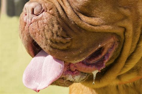 What Causes Twisted Gut In Dogs