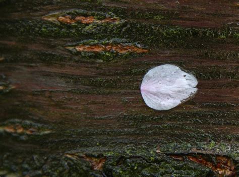 Cherry blossom on cherry tree bark. Free Photo Download | FreeImages