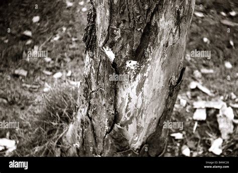 Dutch Elm Tree trees tree bark Close up Stock Photo - Alamy