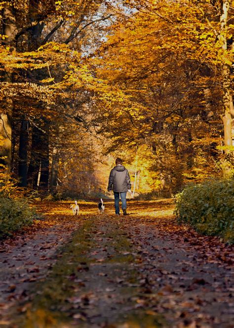 Free Images : landscape, tree, wilderness, branch, hiking, sunlight, leaf, rest, season, trees ...