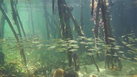 mangrove roots | Biotope aquarium, Nature pictures, Underwater photography