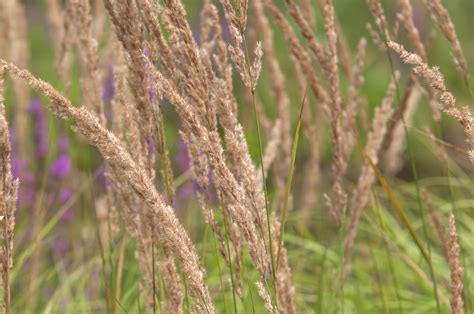 How to Grow and Care for Feather Reed Grass