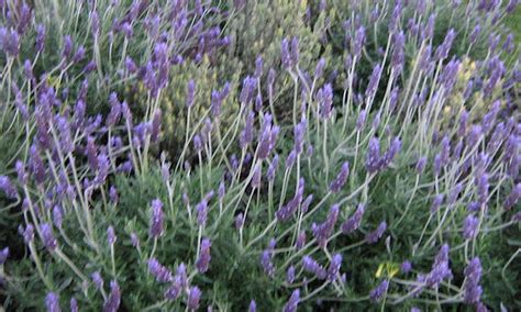 Propagating Lavender: 3 Methods To Use - Epic Gardening