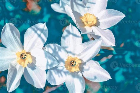 Spring flowers of daffodils. 9897260 Stock Photo at Vecteezy