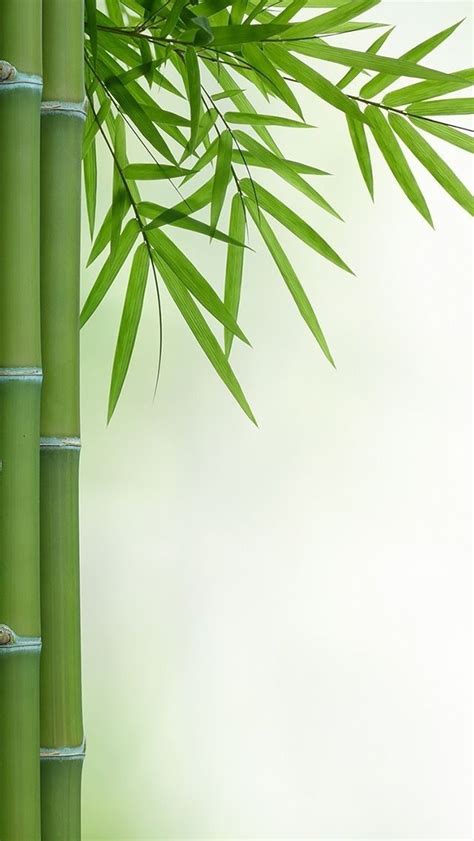 Pin by Emmy on A WORLD of COLOR | Bamboo wallpaper, Beautiful landscape wallpaper, Flower phone ...