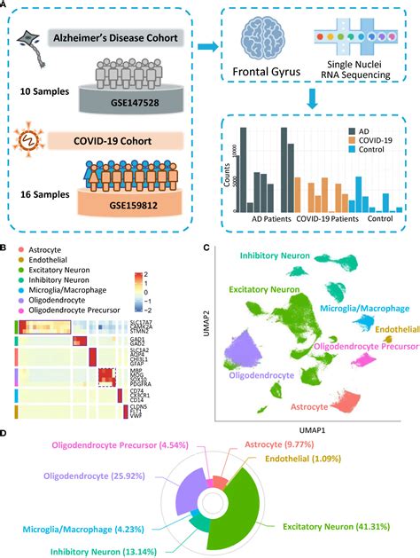 Single-nucleus RNA sequencing reveals the shared mechanisms inducing cognitive impairment ...