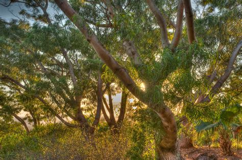 Koa tree forest, Molokai, Hawaii. | Koa tree forest in a nat… | Flickr