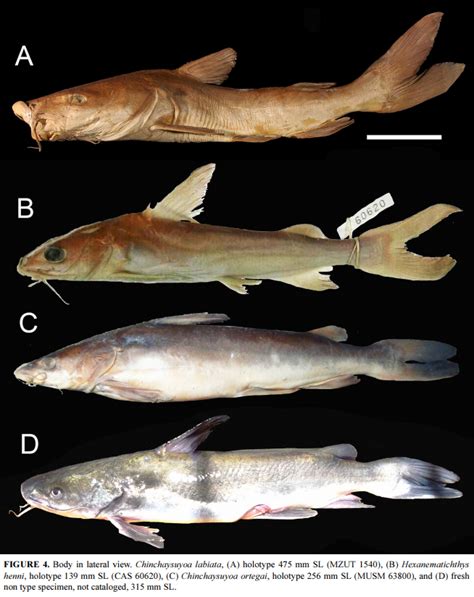 Species New to Science: [Ichthyology • 2019] Chinchaysuyoa gen. nov. • A New Genus of the Fish ...